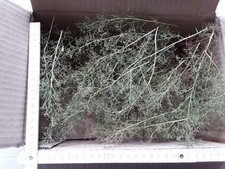 Seemoos/ Meerschaum für