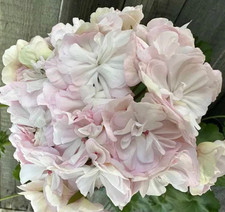 Pelargonie LiA Rankovi Rozi -