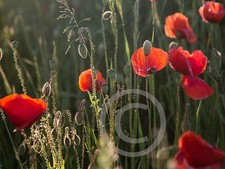 Wandbild "Mohnfeld" Leinwand auf Holzrahmen 80 x 60x 2 cm