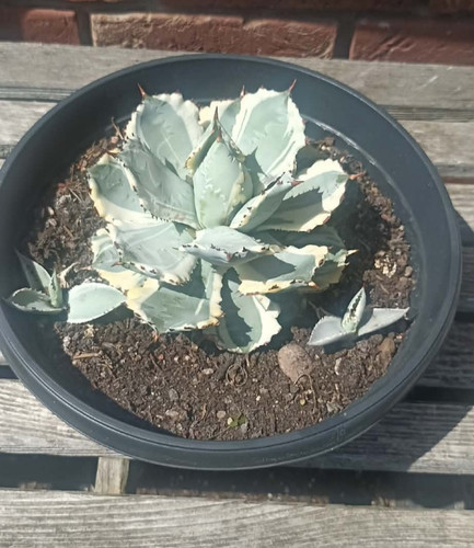 Agave isthmensis kabutogani - agave,