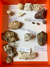 fossilien versteinerungen