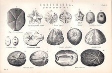 1880 Aufdruck ~Echinoidea~