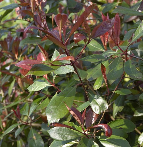 Duftender schneeball coppertop - duftender,