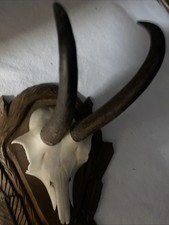 1 Gams Bock Geweih Gamskrucken