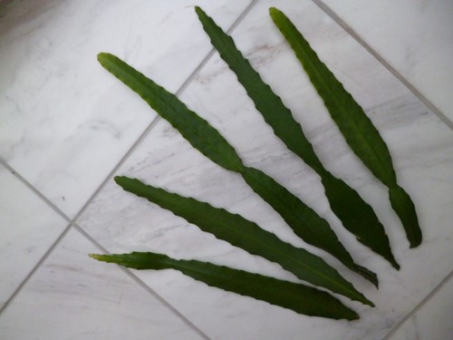 Epiphyllum blattkakteen - 5,