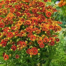 Helenium Staude Sommerblume