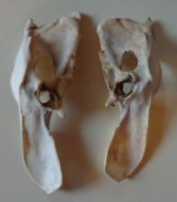 Unbestimmte Becken -Knochen Vogel ? rezent  (R5778) ?? Schau Mal durch !!