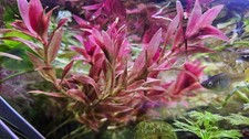 Vallisneria Triptera Rarität