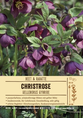 Helleborus single purple - , red