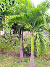 Manila Palme, Veitchia merrillii, 3 Samen, frisch aus Thailand