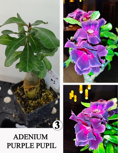 Adenium purple pupil - pupil, n3