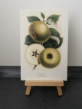 Postkarte Motivkarte, Apfelsorte Court Pendu Blac, Pommier, Retro, Kunst