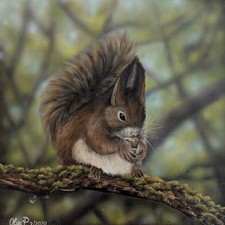 Eichhörnchen Ast Original