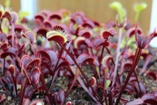 15  Samen Dionaea muscipula, rote Form aus 2025 Venusfliegenfalle