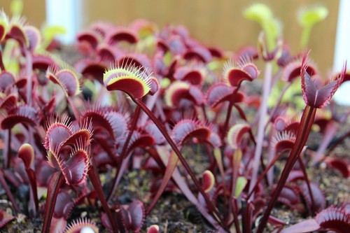 Samen dionaea muscipula - 15,