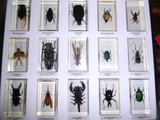 Mini Biester Sammlung von