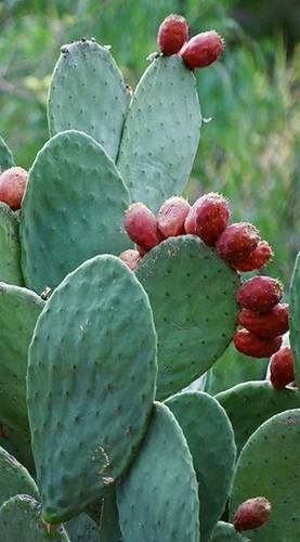 Opuntia ficus indica - indica, echter