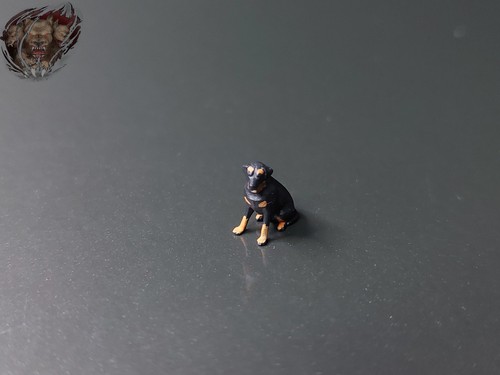 Rottweiler rotti hund - rotti,