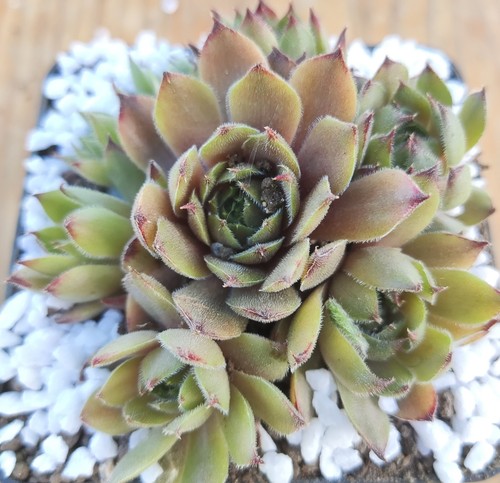 Sempervivum grey velvet 2x - "grey, velvet"