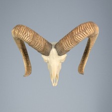 004MU Mufflon jagdtrophae, Wildschaf, Horn 81-80cm C.26cm DE 