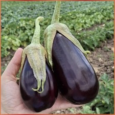 Türkische Aubergine Adana Patlican Patlıcan 20 Samen Aubergine Samen Saatgut