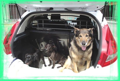 Gitter hundegitter trenngitter - hundegitter,