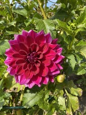 Dahlien Knollen Einstein Fuchsie