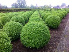 verschiedener Buchsbaum Pflanzen im Topf  Buxus Buchs Kegel Kugel Hecke Pyramide