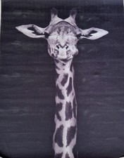 Leinwand Ohne Rahmen Giraffe Schwarz Weiß Safari Bild