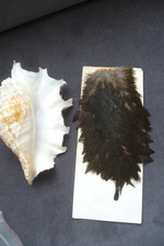 Metz Skalp Hahn cape vintage angeln Angelsport vollständig  Fliegenbinden