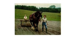 Shropshire. Shire Horse -