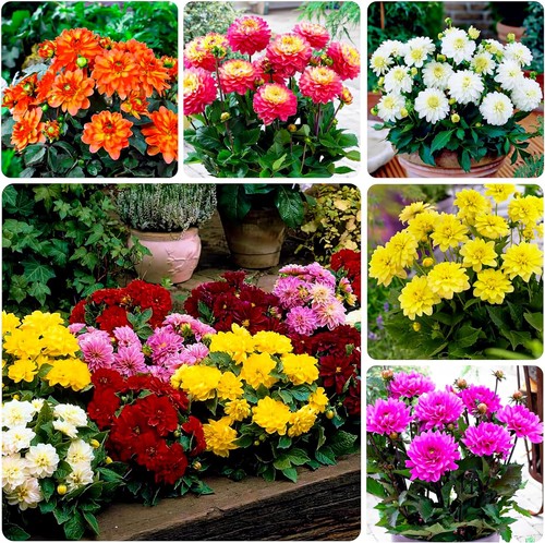 Dahlien knollen blumenzwiebeln - dahlien,