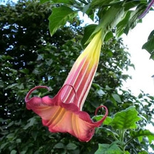 Sale2538 Burgmansia Wildfire