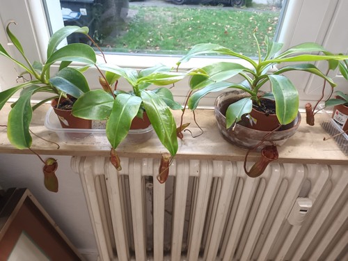 Nepenthes lowii ventricosa - lowii, x