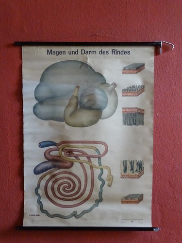 Alte schulwandkarte rollkarte - alte,