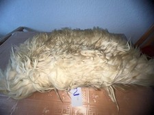 Schaffell echt beige Länge 110cm Breite 75cm Florhöhe mind. 8cm goldglänzend