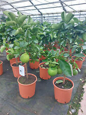 Zitronenbaum lipo Citrus lemon x Citrus paradisi ca.80 cm Kaiserzitrone