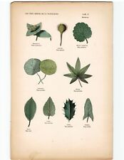 Antike Handkolorierte Lithographie Grafik 19 Jh. Botanik Pflanzen