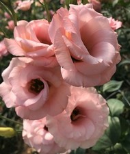 002245A Eustoma rosa 5 Samen