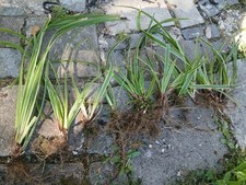  Ziergras Japan Segge Garten