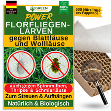Florfliegenlarven gegen
