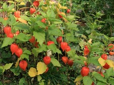 für 20 Pflanzen - Wurzeln in feuchter Erde - Physalis - Lampionblumen - Deko