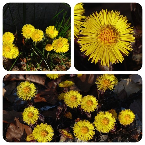 Huflattich tussilago farfara - huflattich,
