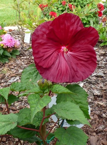 Super blumen samen - blumen,