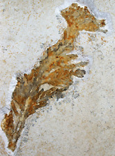 Malm  Zweig der Pflanze Paleocyparis princeps  Plattenkalk  Solnhofen  WZ-8