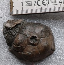 Eifel Fossilien Crinoide, Seelilie, Devon Mitteldevon, Abnormität.