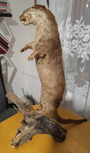 Echter ganzkörper - echter,