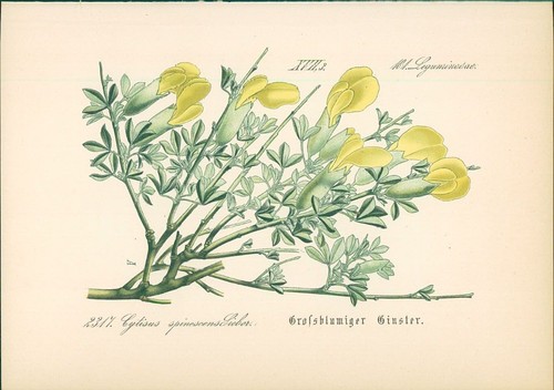 Chromolithographie - ,