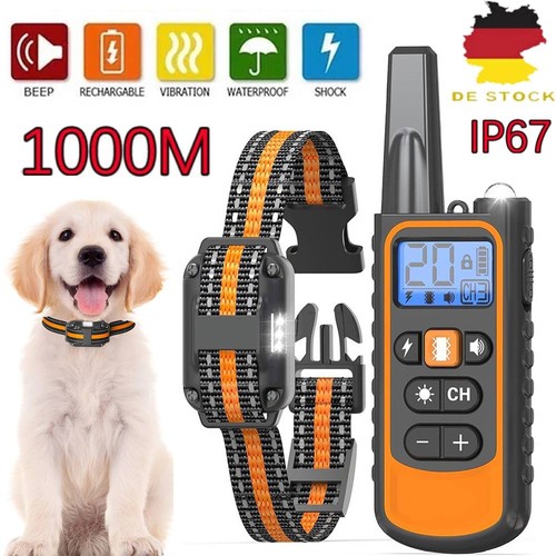 1000m hund ausbildung - hund,