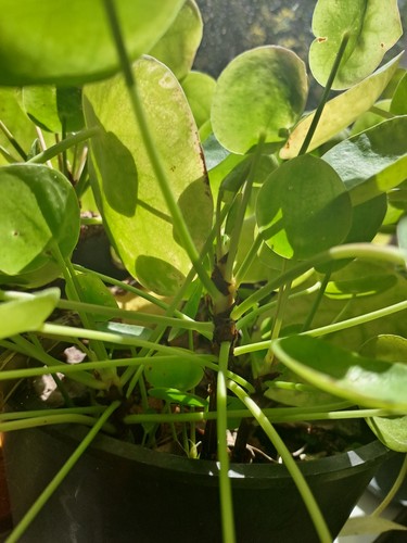 Echte pilea chinesischer - echte,